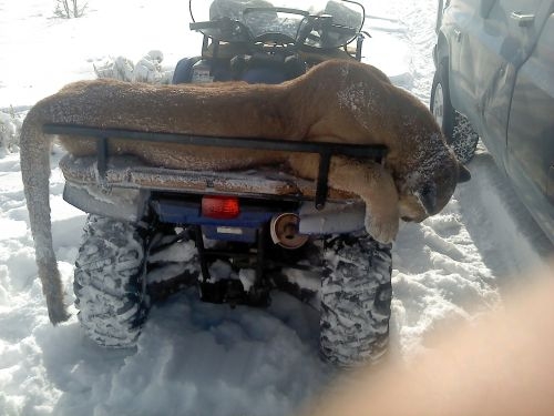 Best State to Hunt Mountain Lion Best State to Hunt Mountain Lion